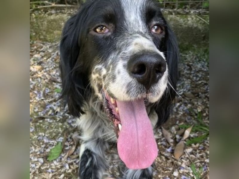 Gordy-wunderbarer Setter-Bub