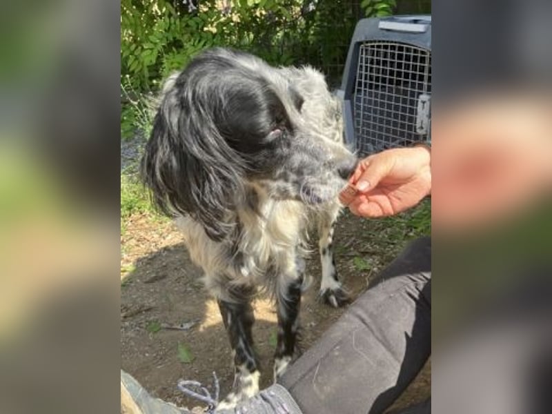 Gordy-wunderbarer Setter-Bub