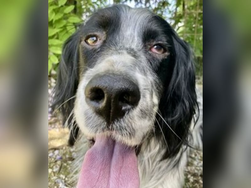 Gordy-wunderbarer Setter-Bub