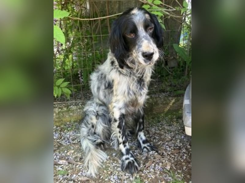 Gordy-wunderbarer Setter-Bub