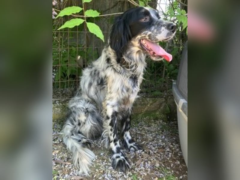 Gordy-wunderbarer Setter-Bub