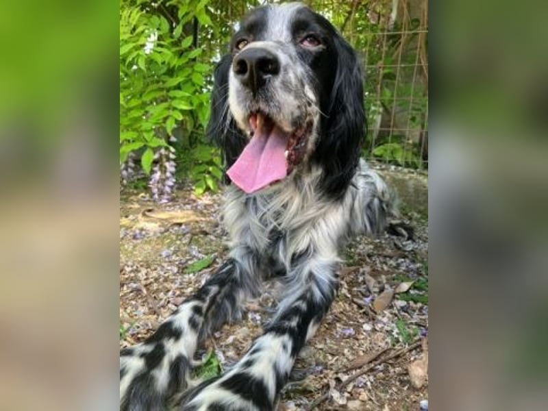 Gordy-wunderbarer Setter-Bub