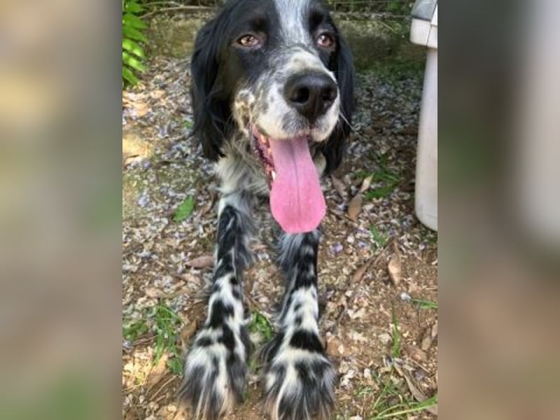 Gordy-wunderbarer Setter-Bub