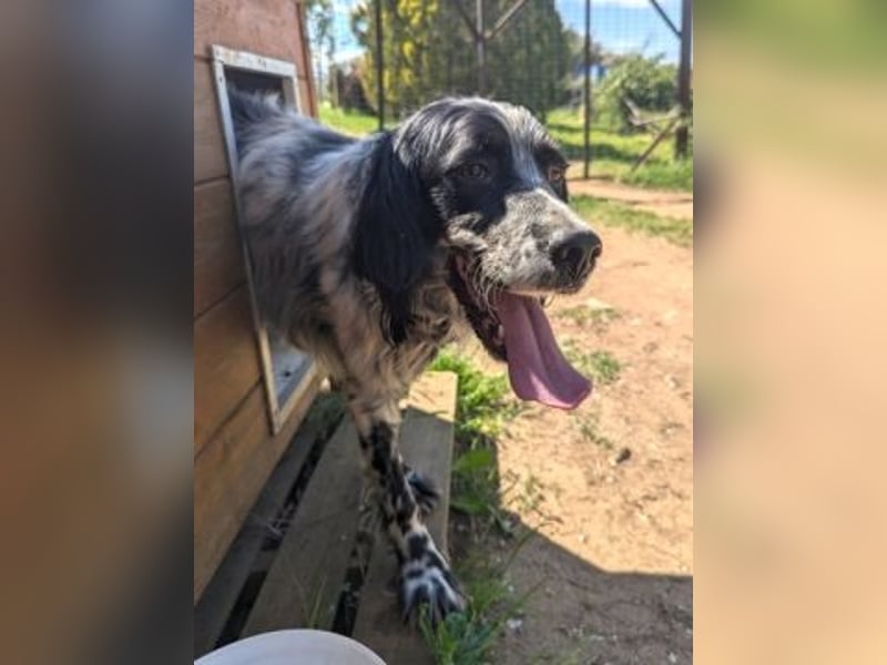 Gordy-wunderbarer Setter-Bub