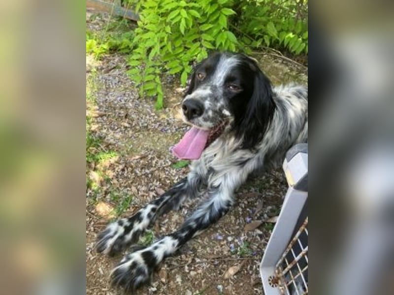 Gordy-wunderbarer Setter-Bub