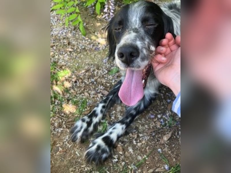 Gordy-wunderbarer Setter-Bub