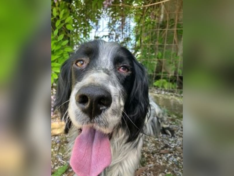 Gordy-wunderbarer Setter-Bub
