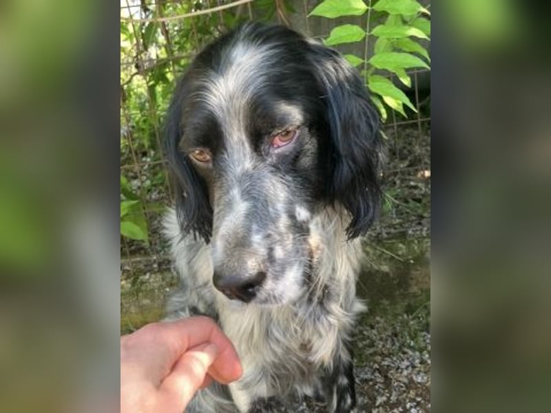 Gordy-wunderbarer Setter-Bub