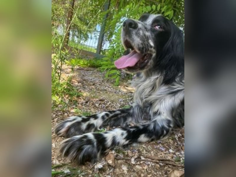 Gordy-wunderbarer Setter-Bub