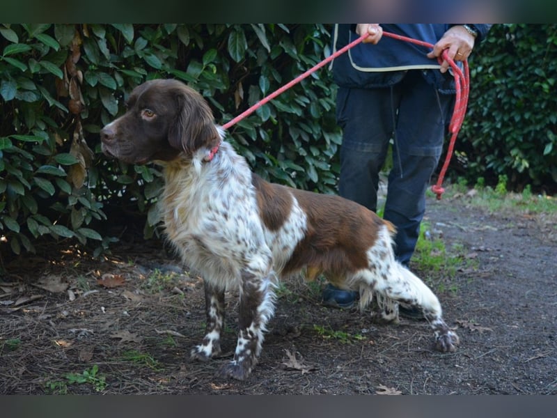 Mottle - Dein Freund fürs Leben