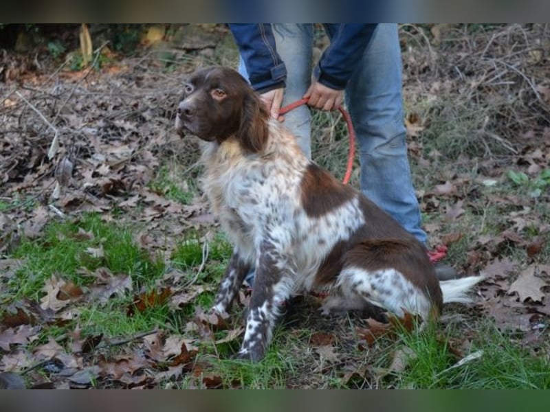 Mottle - Dein Freund fürs Leben