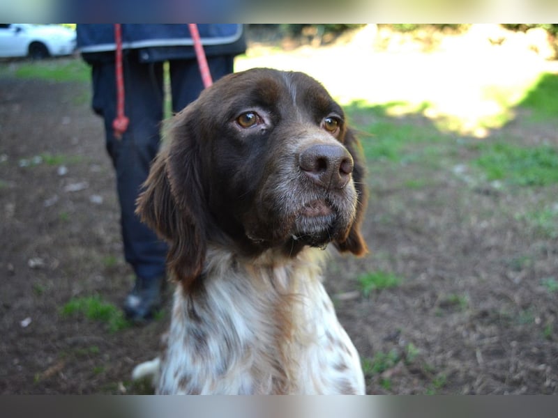 Mottle - Dein Freund fürs Leben