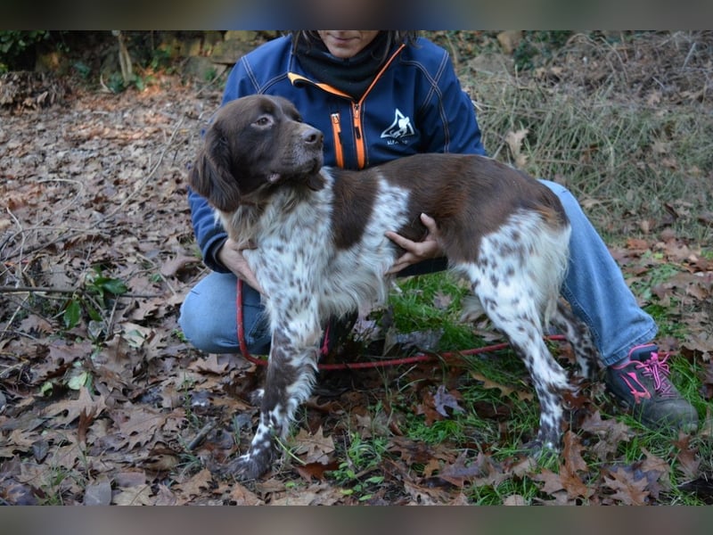 Mottle - Dein Freund fürs Leben