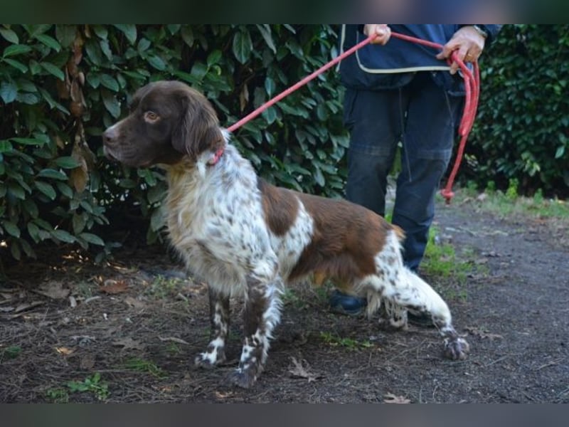Mottle - Dein Freund fürs Leben