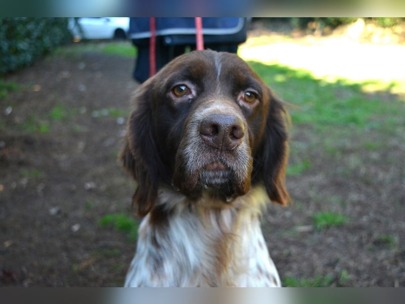 Mottle - Dein Freund fürs Leben