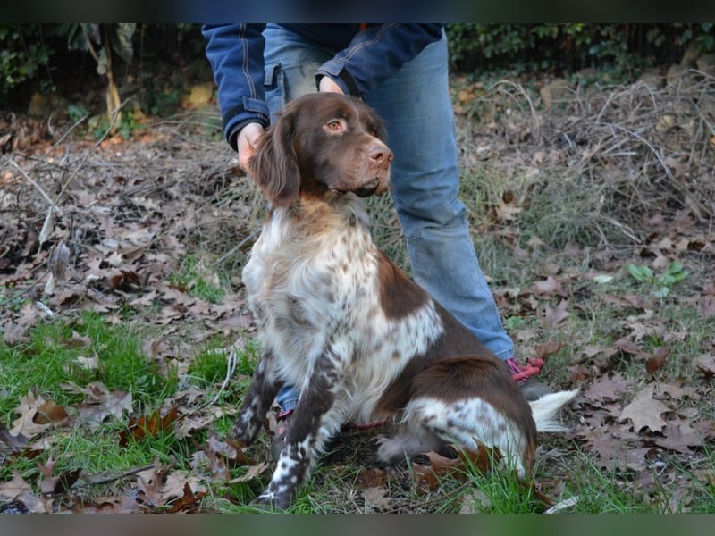 Mottle - Dein Freund fürs Leben