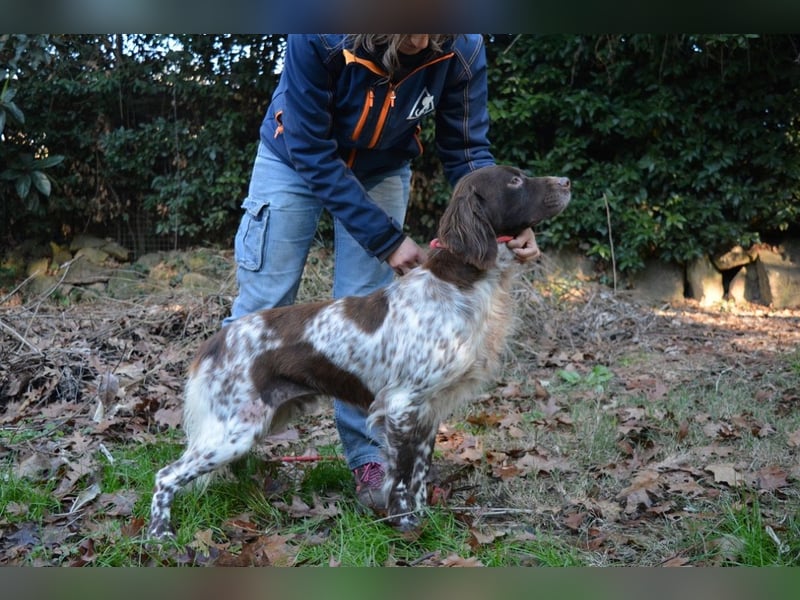 Mottle - Dein Freund fürs Leben