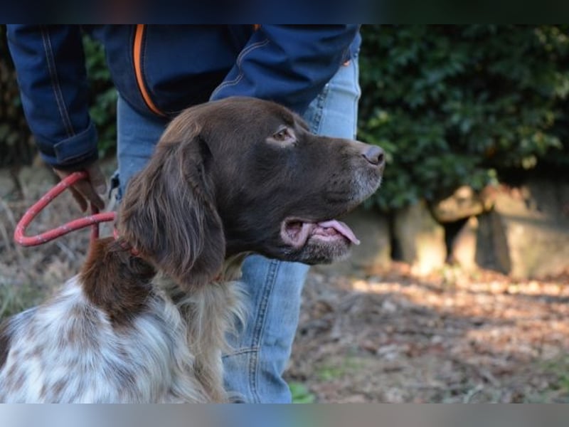 Mottle - Dein Freund fürs Leben