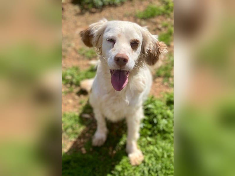 Hübsche CLEMENTINE auf Körbchensuche