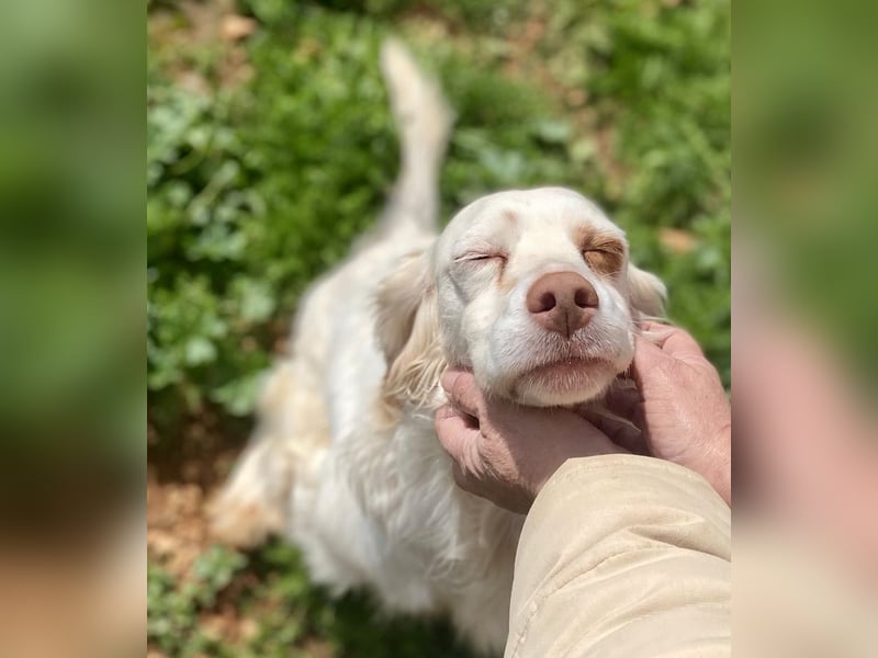 Hübsche CLEMENTINE auf Körbchensuche