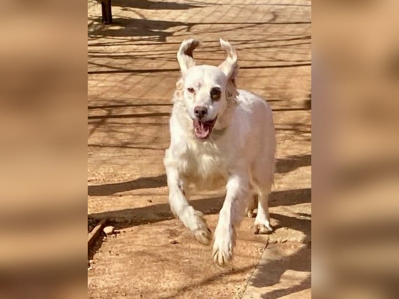 Hübsche CLEMENTINE auf Körbchensuche