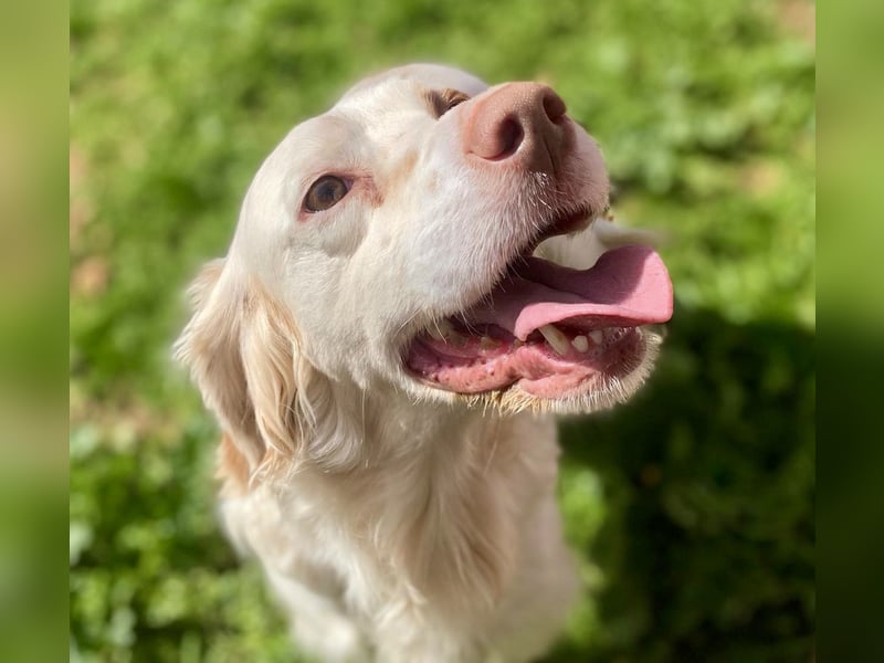 Hübsche CLEMENTINE auf Körbchensuche