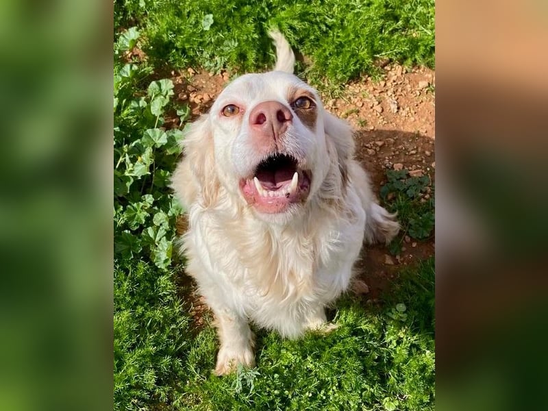 Hübsche CLEMENTINE auf Körbchensuche