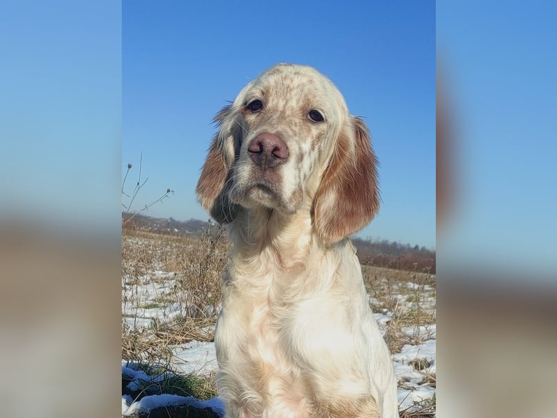 English setter Wurf geplanten