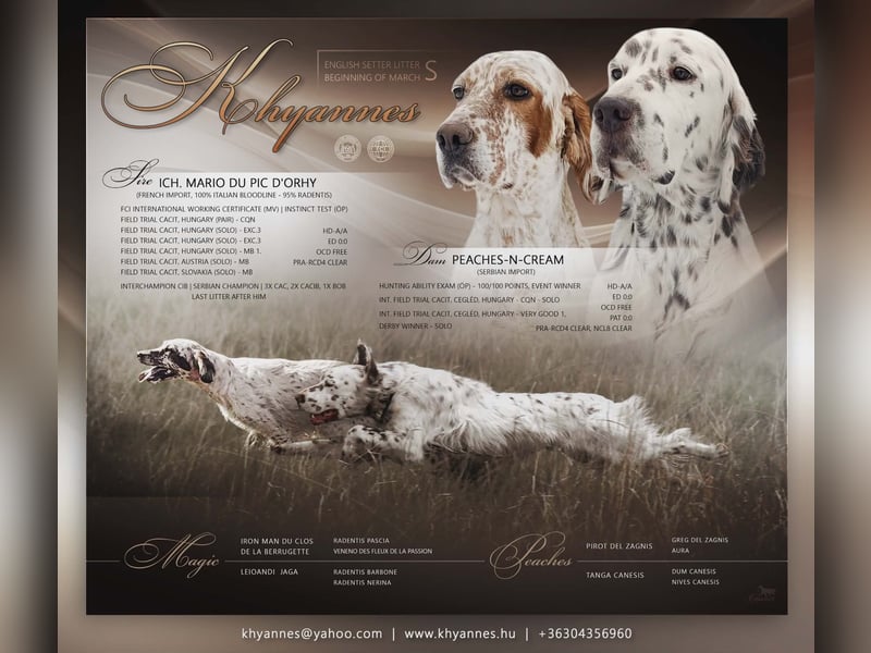 English setter Welpen