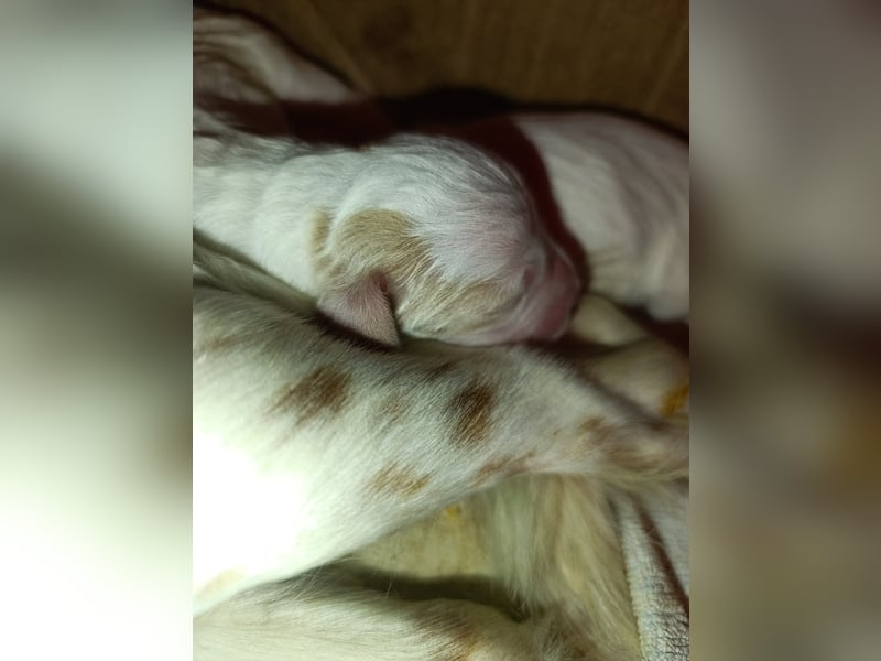 English setter Welpen