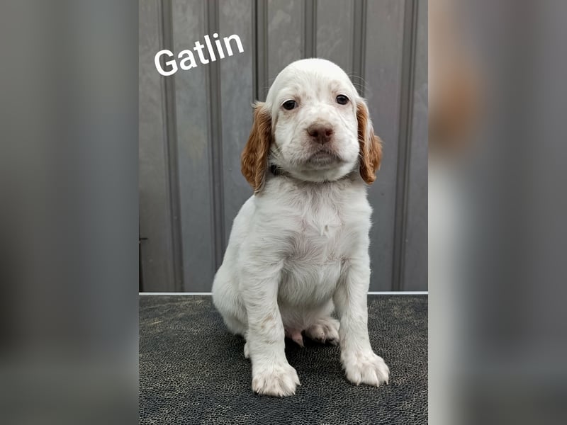English setter Welpen (3 Rüden)
