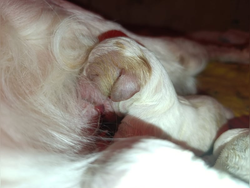 English setter Welpen