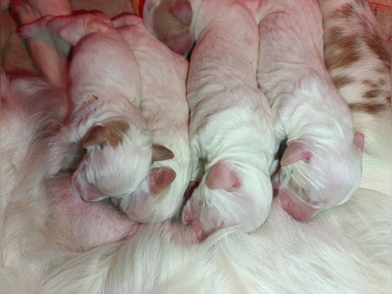 English setter Welpen