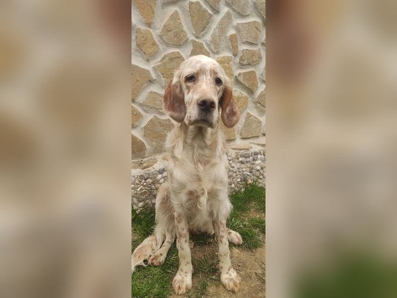 English setter Wurf geplanten