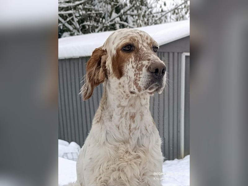 English setter Welpen (2 Rüden)