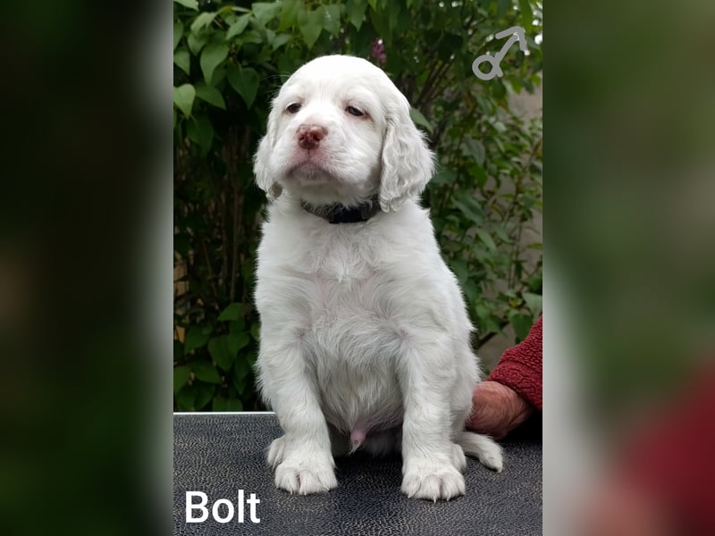 English setter Welpen (3 Rüden)