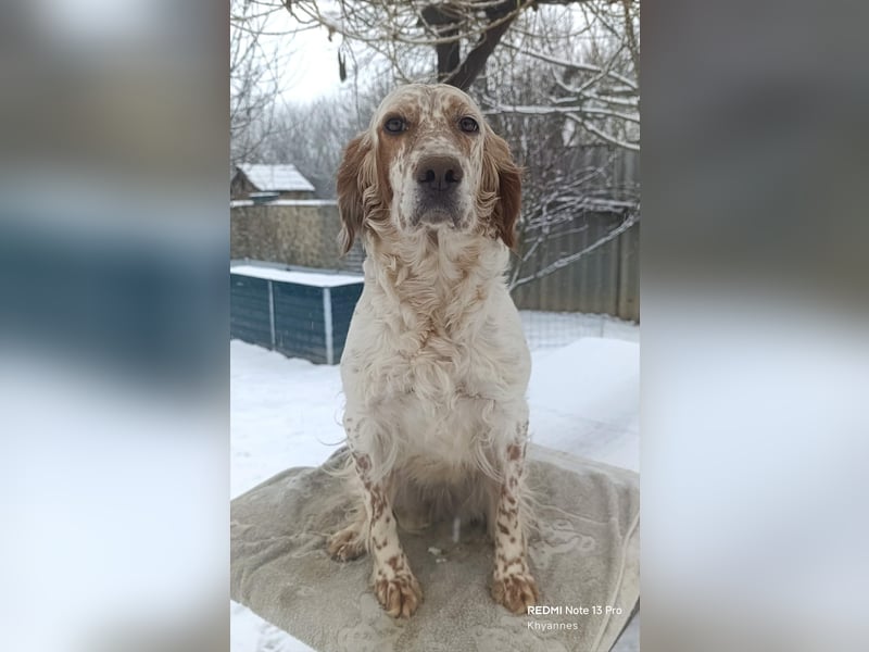 English setter Welpen (2 Rüden)