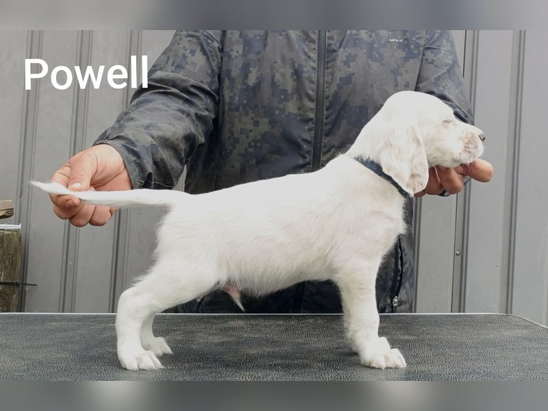 English setter Welpen