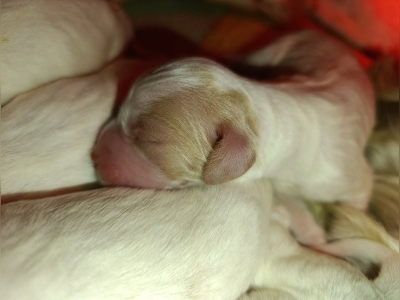 English setter Welpen