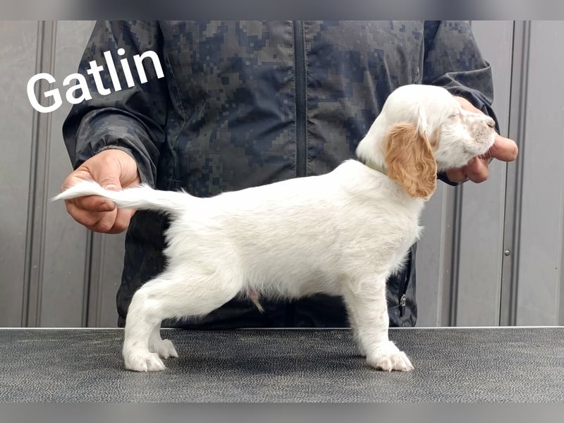 English setter Welpen (3 Rüden)