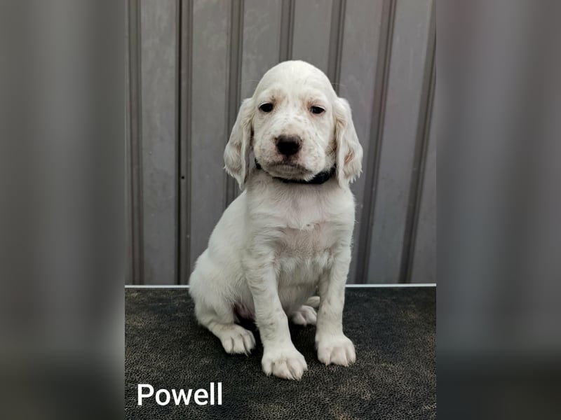 English setter Welpen
