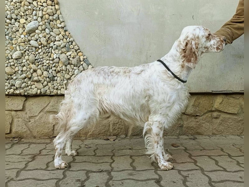 English setter Wurf geplanten