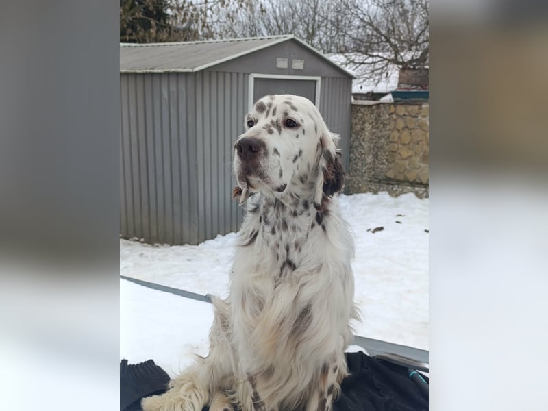 English setter Welpen (2 Rüden)