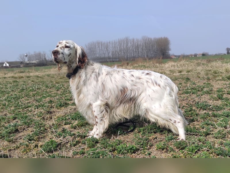 English setter Welpen (2 Rüden)