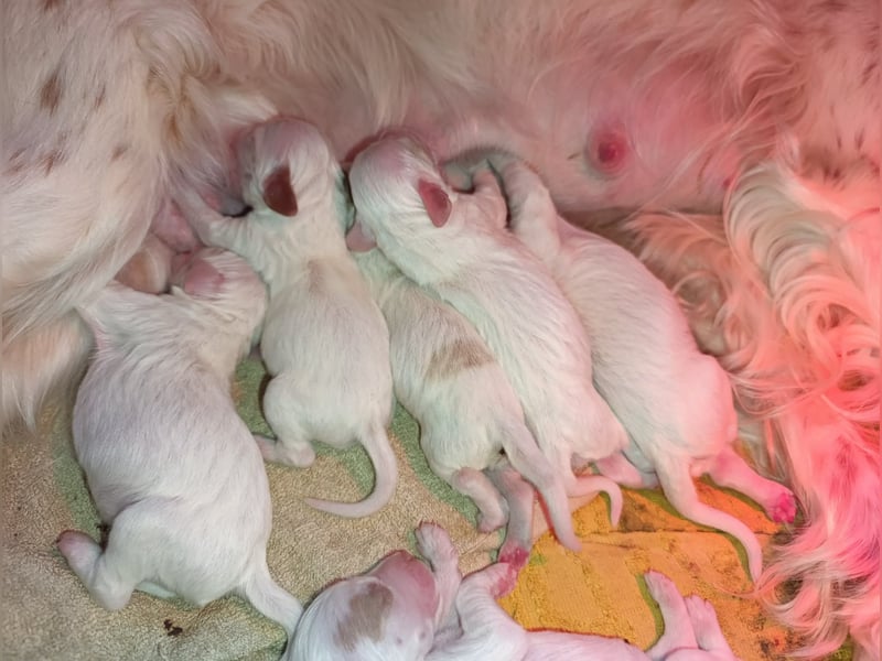 English setter Welpen
