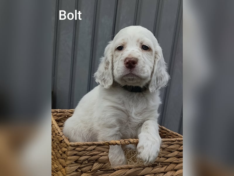 English setter Welpen (2 Rüden)
