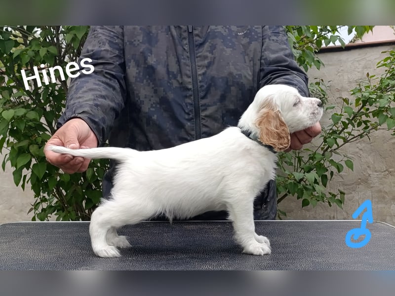 English setter Welpen