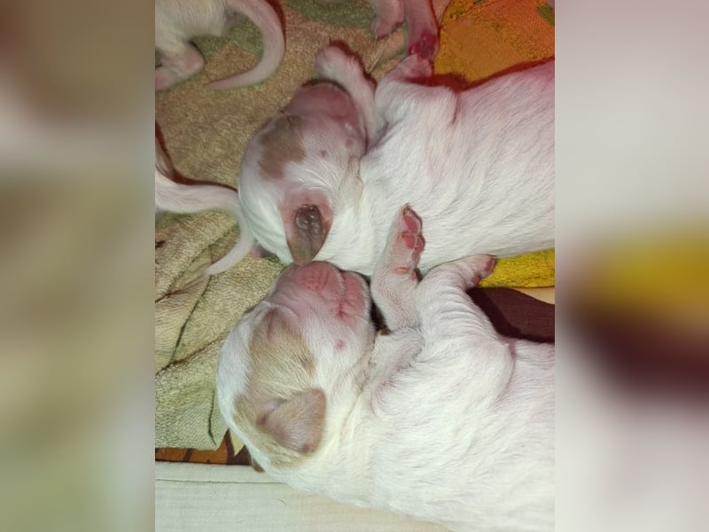 English setter Welpen