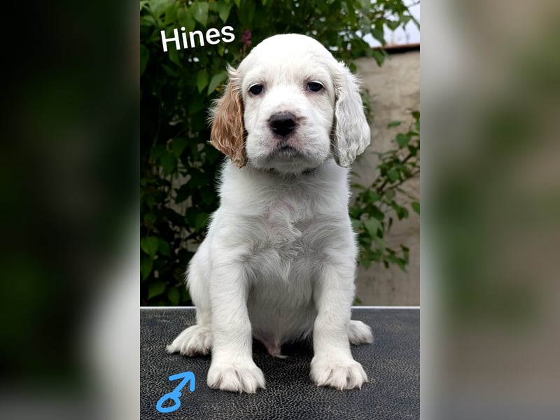 English setter Welpen