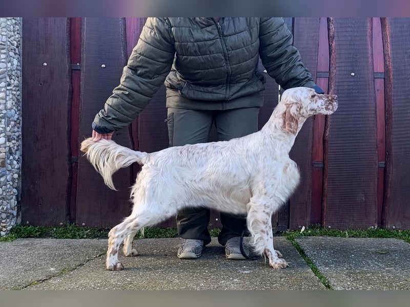 English setter Wurf geplanten